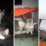 Animal rescue groups save afflicted species in PH’s Volcano eruption