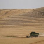 Ukraine war imperils wheat, but farmers are in no rush to pivot.