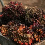 Malaysia end-August palm oil stocks hit 2 million tonnes for first time in 2 years