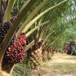Boustead Plantations expects continued volatility in palm oil prices