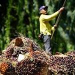 Malaysia’s palm oil stocks slide 6.56% in Feb