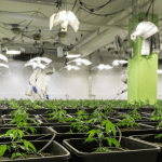 Eurojust Facilitates Crackdown on €645 Million Medicinal Cannabis Investment Fraud Across Europe